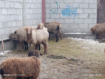 Бараны, овцы: Жалпы саны 29 баш ургаачы бычмал козулар сатылат