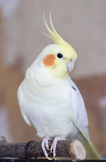 На продаже птенцы породы карелла 3 птенца 🐣 2 серых 1 белый 1,5