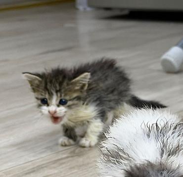cexiyada ish: Sahiblendirilir pulsuz ikidenedir tek tekde götüre bilersiz — 3