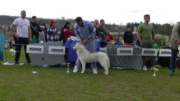 Psi: Dostupan muzjak sibirskog haskija za uzgoj ili kao ljubimac: Unreal — 11