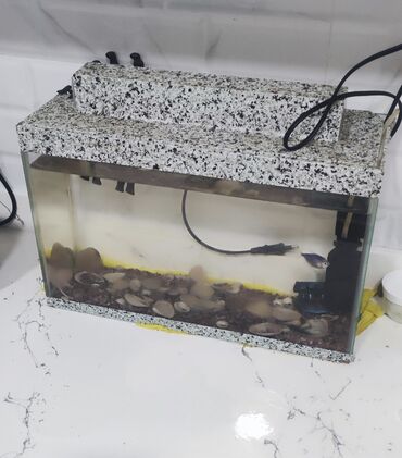 Akvariumlar: Dördbucaq akvarium, Balıqlarla birlikdə, 40 l, Ödənişli çatdırılma