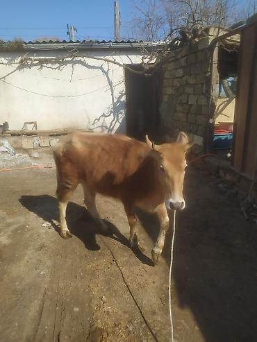 Dana, buzov: Dana, buzov — 16