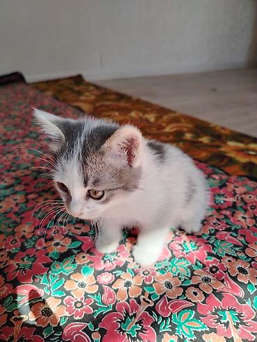 Отдам даром кошку: Котята домашние, короткошёрстные. Описание: - Возраст на фото — — 2