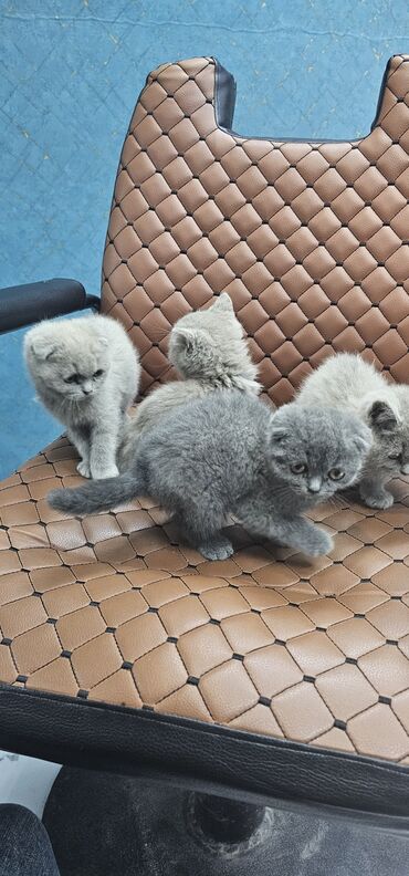 Pişiklər: Erkək, Yaxşı əllərə, Rayonlara çatdırılma — 7