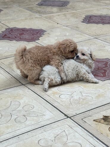 İtlər: Pekines, 2 ay — 5