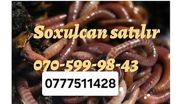 skalari: Məhsul: Canlı soxulcanlar və may böcəyi sürfələri Təsvir: - Balıq — 3