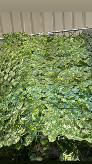 Süni qazon: 🌿 SÜNİ QAZON SATIŞI 🌿 ✨ Evinizi, bağınızı və ya terasınızı yaşıl və -da lalafo.az — 13 Süni qazon: 🌿 SÜNİ QAZON SATIŞI 🌿 ✨ Evinizi, bağınızı və ya terasınızı yaşıl və — 13