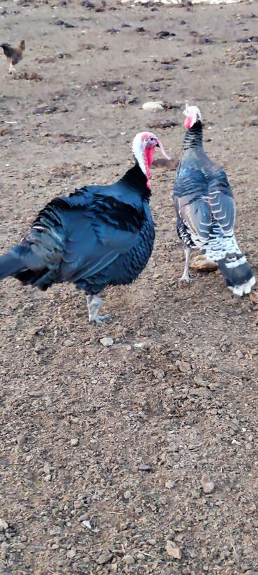 Индюки: Продаю | Индюк (самец) | Черный принц | Для разведения | Племенные — 10