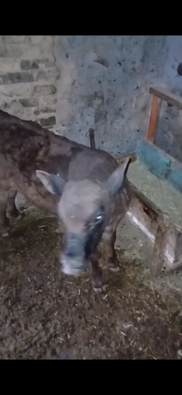 срочно продаю в связи с переездом: Продаю | Музоо, торпок | Полукровка | На откорм