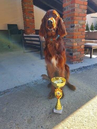 Psi: Irski seter mužjak, slobodan za parenje * Mladi šampion Srbije *