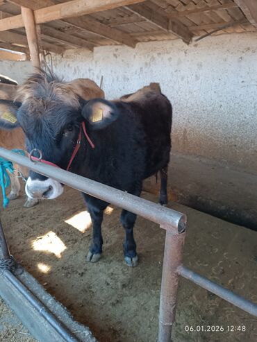 Коровы, быки: Продаю | Корова (самка) | Полукровка | Для разведения | Стельные — 9