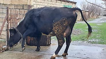 Inəklər, öküzlər: Dişi, Simental, il: 4, 650 kq — 7