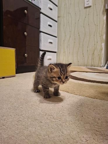 Pişiklər: Britan — 11