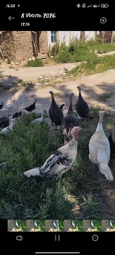собаки афчарка: Продаю | Индюшата — 6