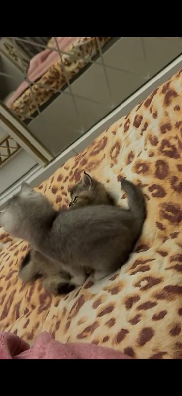 Pişiklər: Yaxşı əllərə — 38