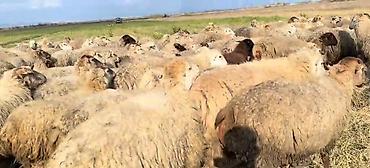 alpin tekesi: Dişi, il: 1, Damazlıq, Pulsuz çatdırılma — 10