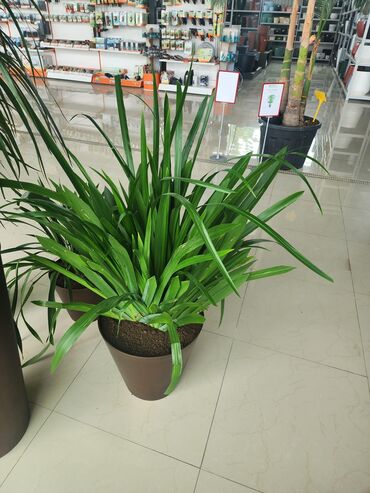 Otaq bitkiləri: Bitgi və dibçəklər — 4