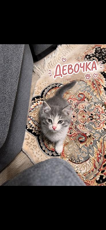 итер: Отдам даром милых котят. Всего 3 котёнка: 2 мальчика и 1 девочка 🐾 — 2