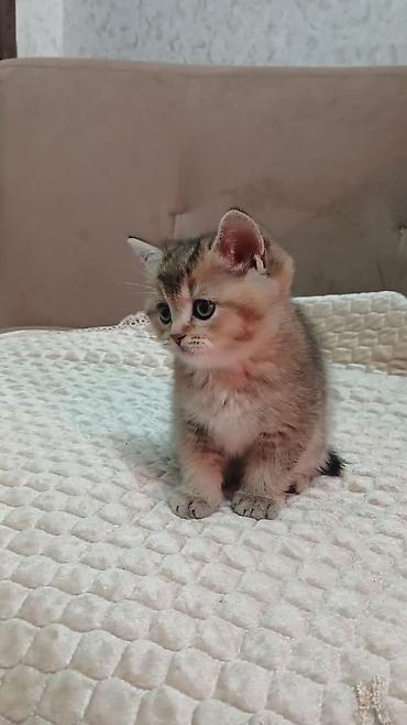 Pişiklər: Britan — 8