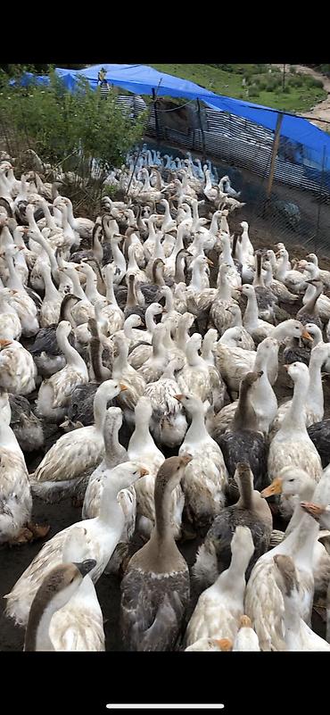 ətin qiyməti: Salam satlıq təbi kənt qazlardı real alcılar əlaqə saxlasın kiloynan — 5