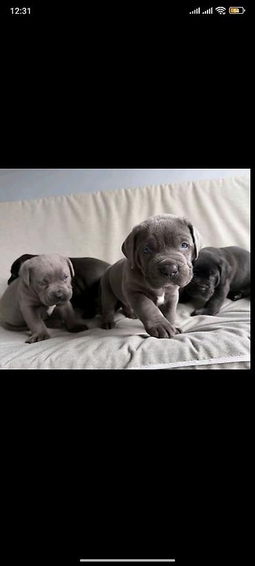 cane corso yavru: Kane-Korso, 2 ay, Erkək, Peyvəndli — 1