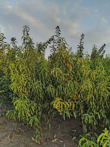 Tinglər: Hər növ ağac tinglerinin satışı — 14