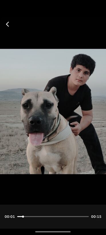 İtlər: Pitbul, 7 ay, Erkek, Ödənişli çatdırılma — 4