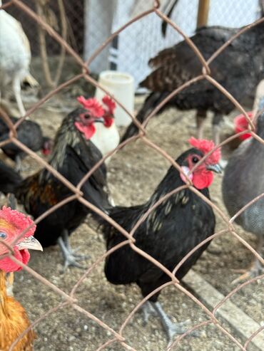 куры домашние цена: 🐣Продаю декоративные карликовые породы кур и петухов! Отличные