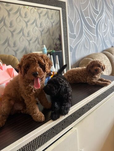 İtlər: Şekilleri götürmeyin - Cins: Toy Pudel (mini) - Rəng: qara, ve — 2