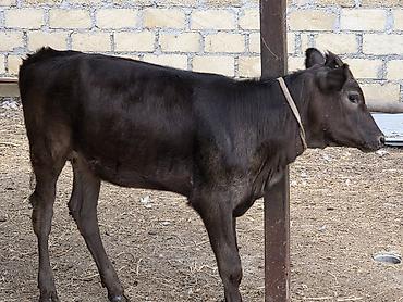 Dana, buzov: Satilir.yani balali. damazliq ücün cox gözel heyvandi.balasi — 2