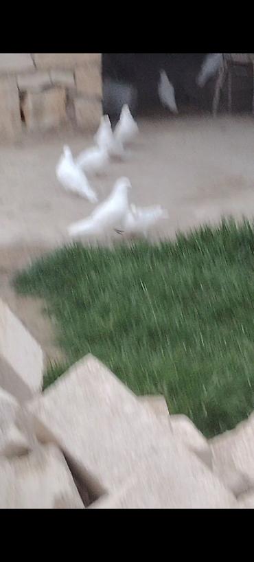 Göyərçinlər: Kom bir nesil 12 tük ağlar çılpaq 23 quşdu kom 220 m - Növ: ev — 5