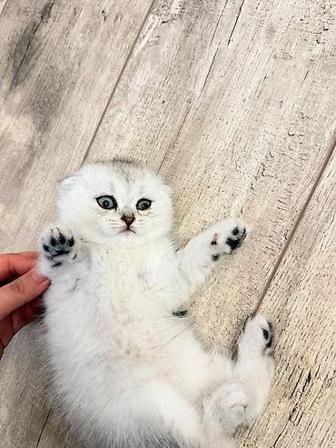 chi su: Шотландские вислоухие котята (скоттиш-фолд) серебристая шиншилла с — 3