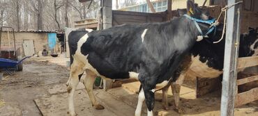 Коровы, быки: Продаю | Корова (самка) | Голштин | Для молока