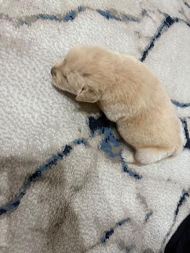İtlər: Retriever, 1 ay, Erkək, Peyvəndli — 2