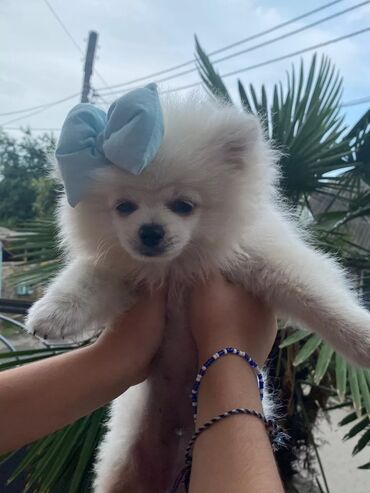 pomeranian spitz satisi: Şpitz, 7 ay, Erkek, Peyvəndli, Ünvandan götürmə