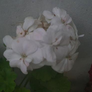 Ağ rəngli sardunya (Pelargonium) – dekorativ çiçəkli otaq/balkon