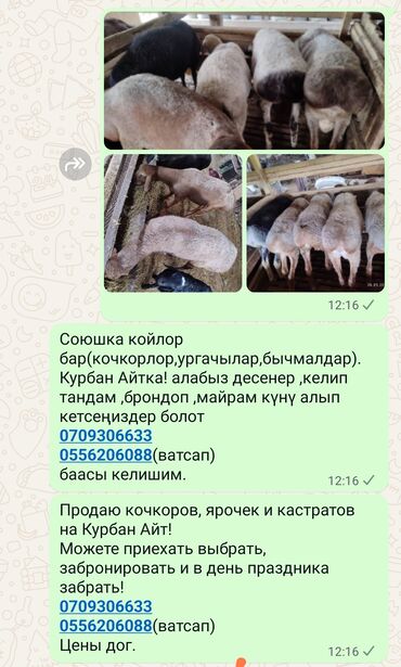 кой сатуу: Сатам | Ургаачы кой (ургаачы), Кочкор (эркек) | Союуга