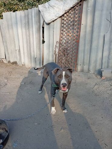 собака лабарадор каракол: Американский питбультерьер (кобель) - Окрас: серо-голубой (blue) с