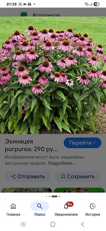 пчёла: Эхинацея purpurea — декоративный многолетник с крупными .Цена зависит — 1