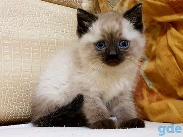 сиамская кошка: Продается сиамские котята