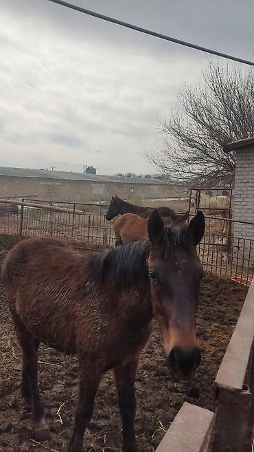 Лошади, кони: Продаю | Конь (самец), Жеребец, Жеребенок — 1