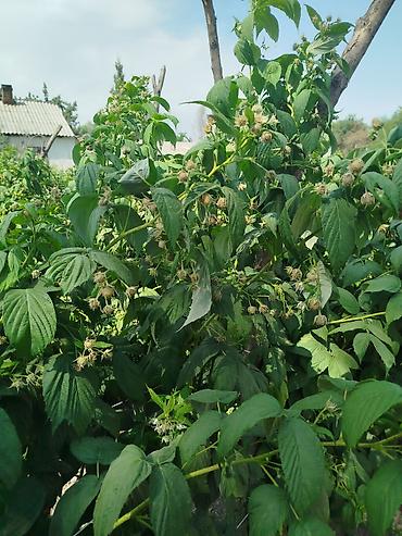 Фрукты и ягоды: Саженцы малины мапема полонез принимаю заказы на саженцы Малина — 23