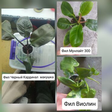 купить бу теннисный стол в бишкеке: Продаю филодроны по 350 сом