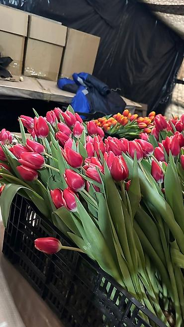 Букеты из живых цветов: Тюльпаны с теплицы — свежесрезанные, на крепком стебле, с тугими — 8