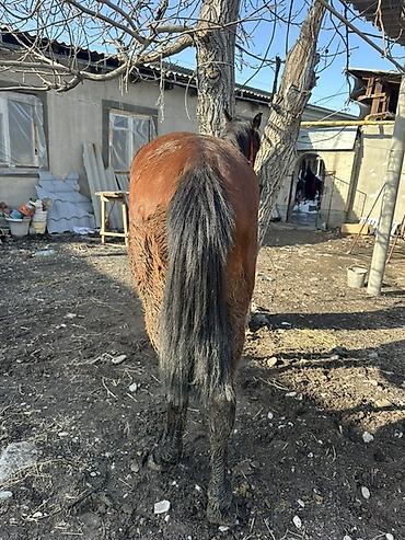 Лошади, кони: Продаю | Кобыла (самка) | Дончак | Мерин — 5