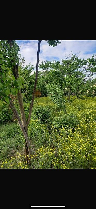 Torpaq sahələrinin satışı: 8 sot, Tikinti, Mülkiyyətçi, Kupça (Çıxarış) — 6