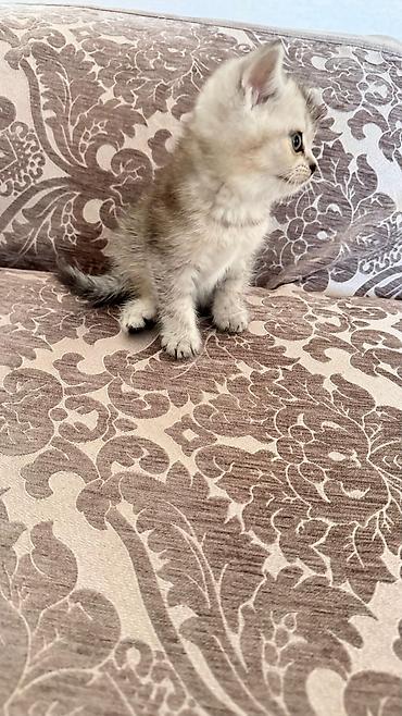 Pişiklər: Şinşilla — 5