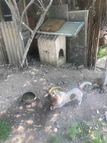 seana kecileri: Kiçik ölçülü it evi – it üçün taxta budka - Material: qalın taxta — 4