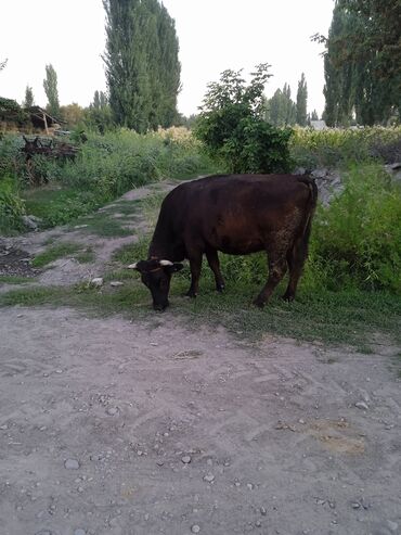 Коровы, быки: Продаю | Корова (самка) | Для молока