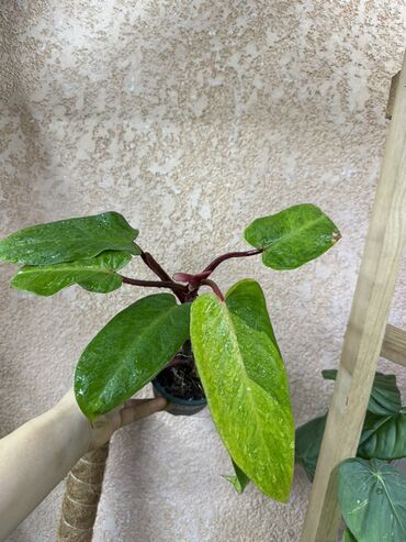 Диффенбахии: Комнатные растения 1) Диффенбахия — по 350 каждый - Вечнозелёное — 8